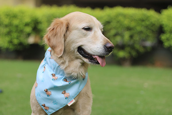 Cutyptuty | Pet Bandanas